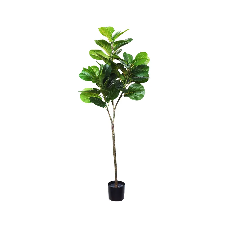 PLANTA PANDURATA 150CM