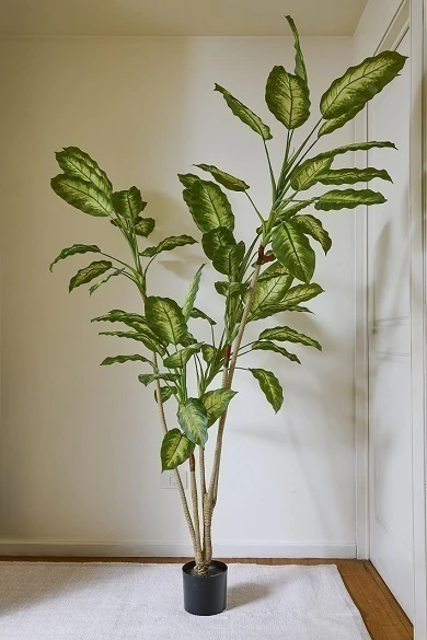 PLANTA AMOENA 190CM